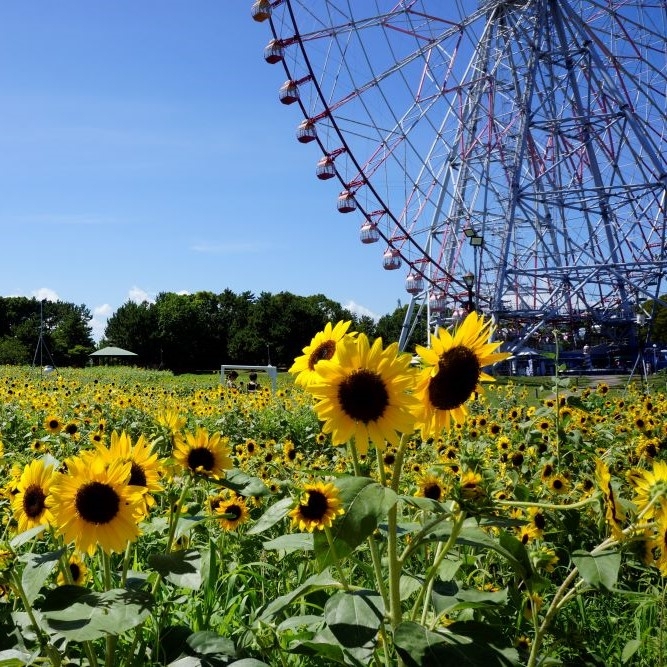 葛西臨海公園「ダイヤと花の大観覧車」とひまわり花壇