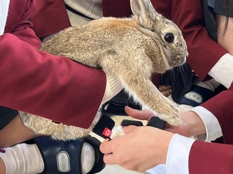 【岡山県立興陽高等学校×株式会社anifull】うさぎ用かかと保護サポーターの製品化に向けて「世界のうさぎさんを救おうプロジェクト」を始動！