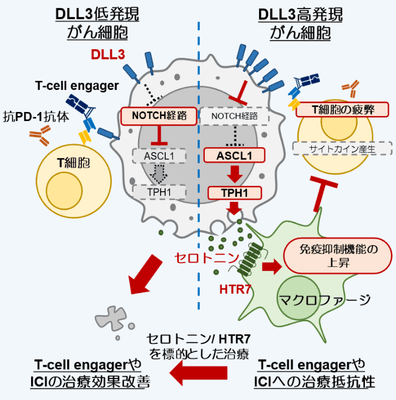 図1　本研究で明らかになった肺神経内分泌がんが免疫細胞の働きを抑える仕組み