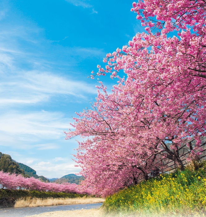 河津桜まつり