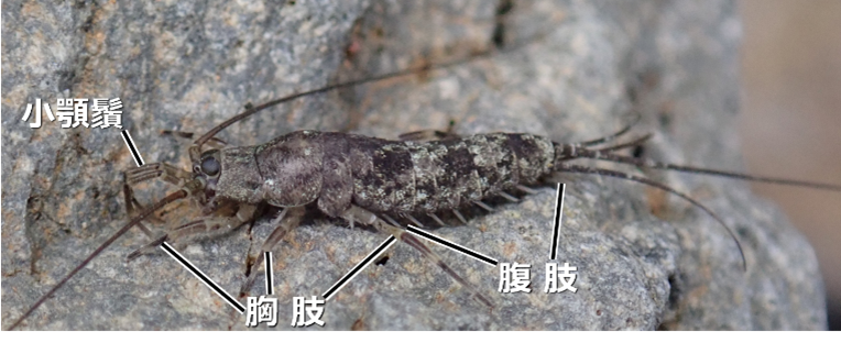 図1 イシノミ類(写真はコジマイシノミ)。 翅を獲得する以前の原始的な体制を示していて、腹部にも肢の名残の8対の「腹肢」がある。