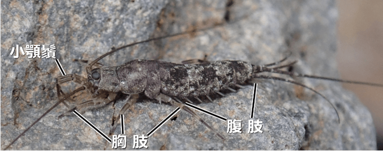 図１　イシノミ類（写真はコジマイシノミ）。 翅を獲得する以前の原始的な体制を示していて、腹部にも肢の名残の8対の「腹肢」がある。