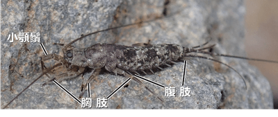 図１　イシノミ類（写真はコジマイシノミ）。 翅を獲得する以前の原始的な体制を示していて、腹部にも肢の名残の8対の「腹肢」がある。