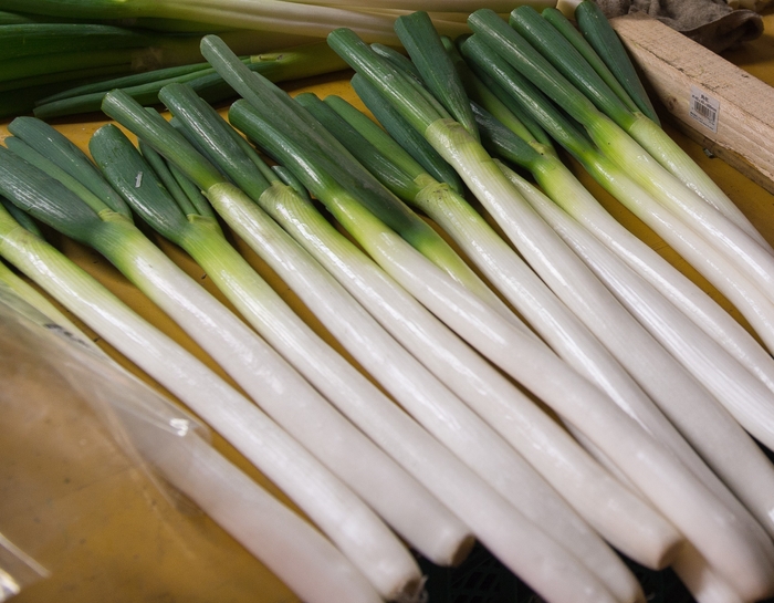 甲賀地域の特産「忍ねぎ」