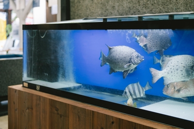 鮮魚店