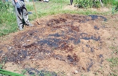 〈宙炭を農園に撒いた様子〉