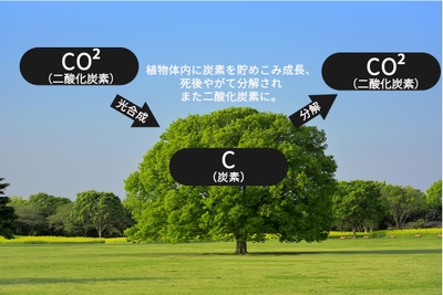 植物は光合成で炭素を取り入れ、死後やがて分解され二酸化炭素などとして大気中に放出される