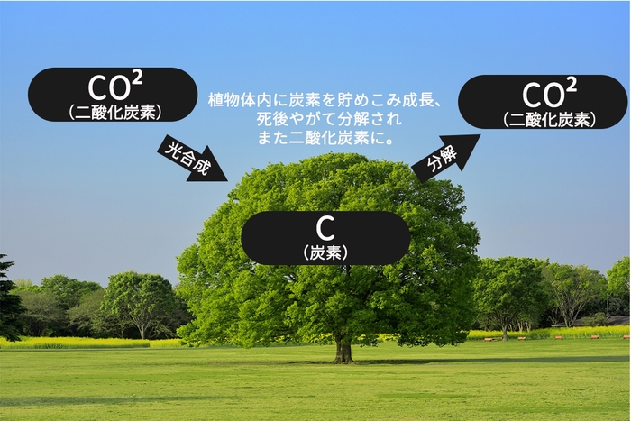 植物は光合成で炭素を取り入れ、死後やがて分解され二酸化炭素などとして大気中に放出される