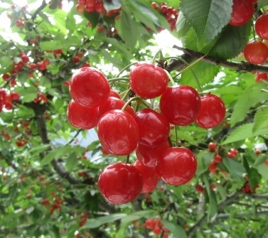 最高に贅沢な旬の果物の食べ方 山形県産さくらんぼ 佐藤錦 を一粒まるごと使用した 旬果の恵み 限定販売 亀屋万年堂 Newscast