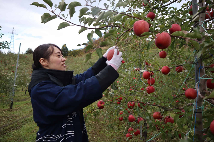 りんごを１つ１つ丁寧に収穫する界 津軽のスタッフ