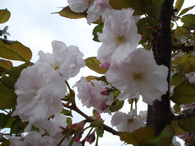 桜を通じて福島・東北等を応援する「さくらプロジェクト」　 福島で育てた桜「はるか」を愛知県東浦町へ寄贈　 ～福島の震災語り部による 同町の小学生と保護者を対象とした講演会も同時開催～