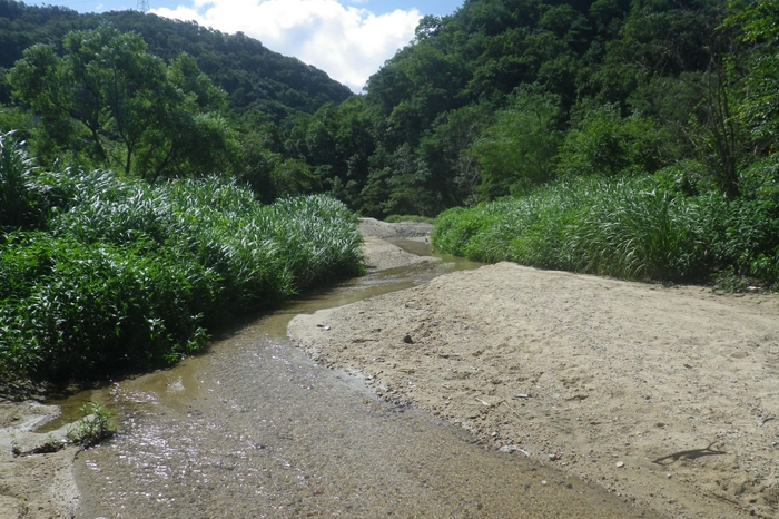 ビオトープの川の様子