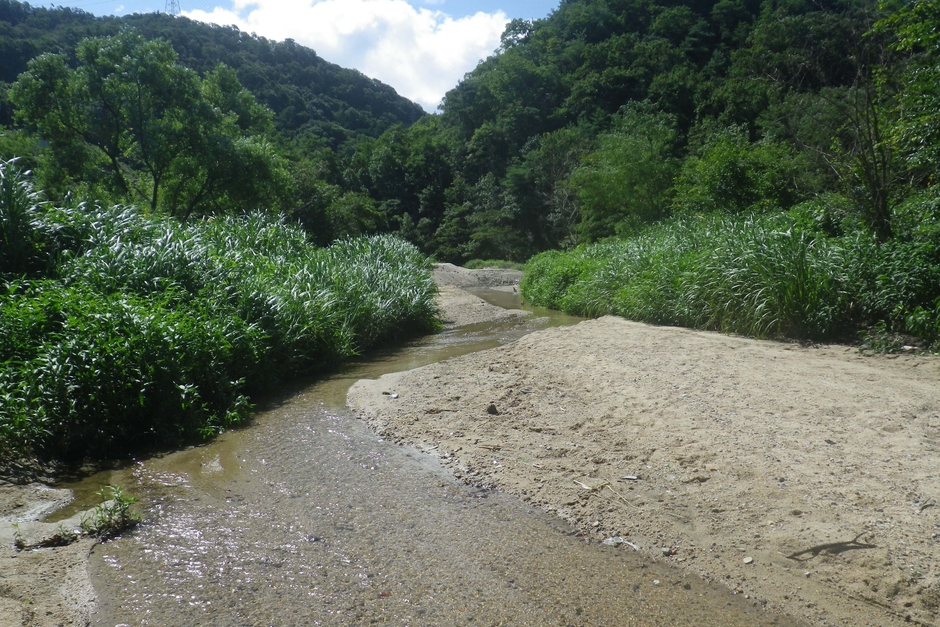 ビオトープの川の様子