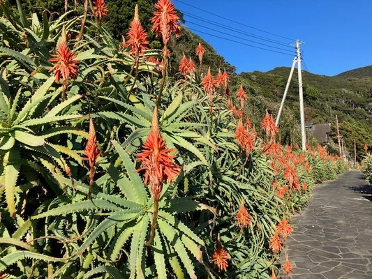 初冬の絶景！伊豆白浜アロエの里で開催の 「第40回 アロエの花まつり」　12/8(日)謝恩イベントで 「アロエねばねば体験」デモンストレーションを実施