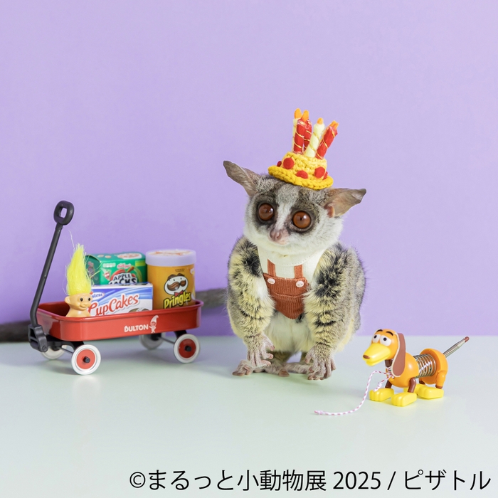 まるっと小動物展 展示作品:ピザトル