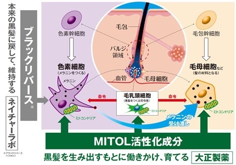 「MITOL活性化成分:ボタンピエキス」×「ネイチャーラボ社:ブラックリバースペプチド1」