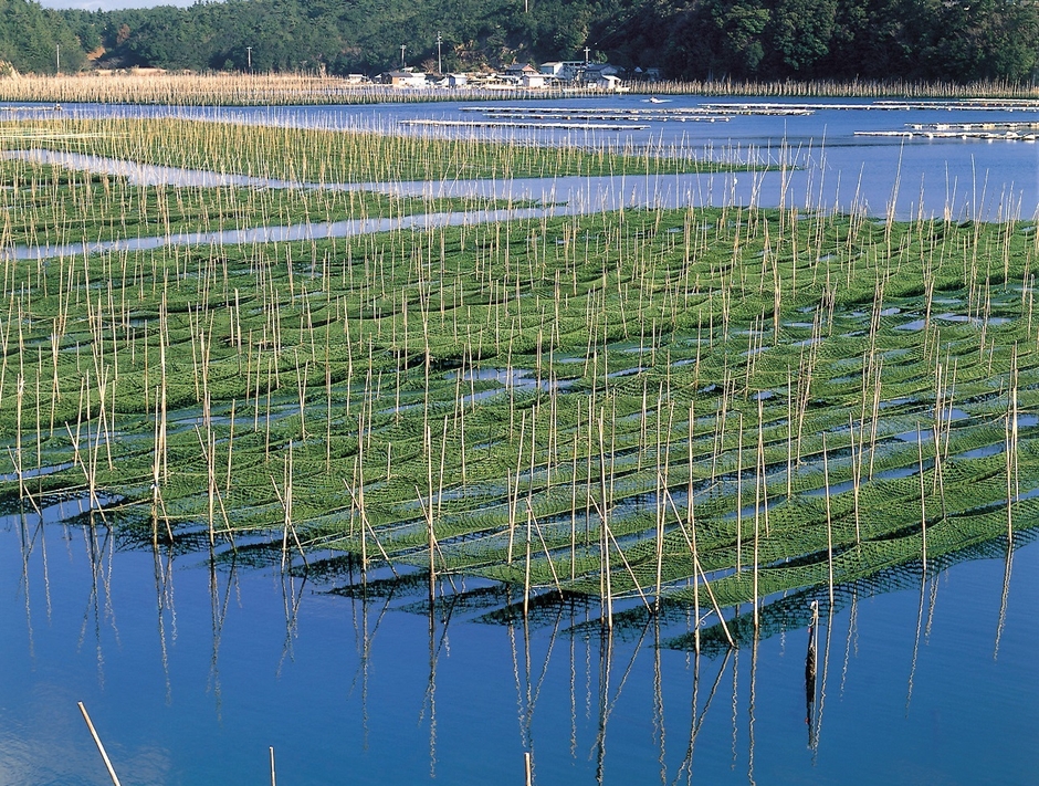 アオサの養殖網