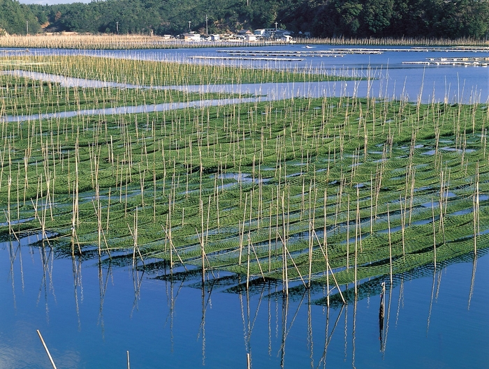 アオサの養殖網