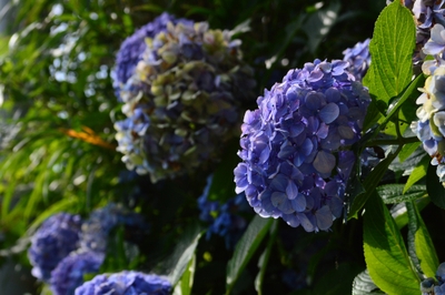 植物の生命力溢れる南伊豆の初夏