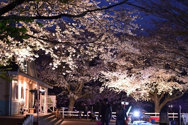 幻想的な夜のお花見