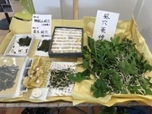 風穴蚕種、繭、蚕、桑の葉