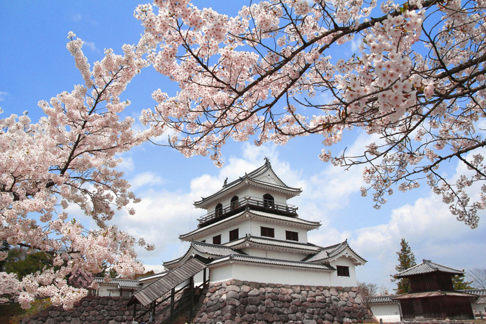 美しい桜彩る白石城