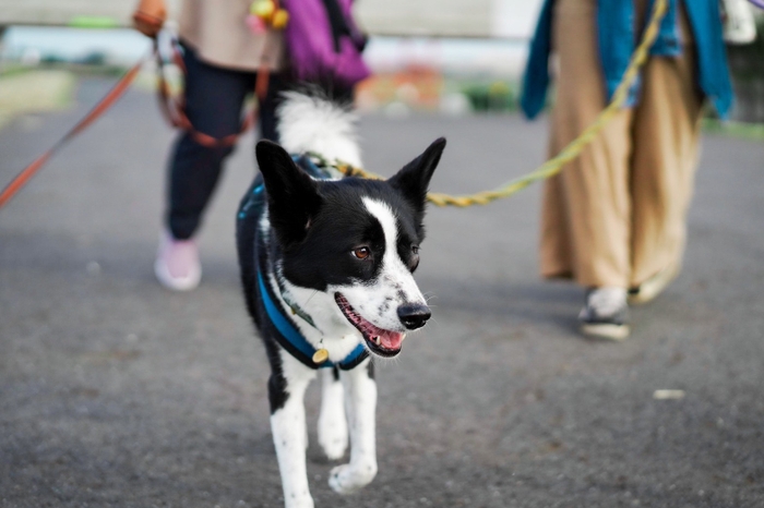 犬の散歩3