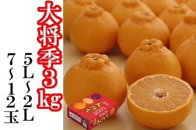 鹿児島県産大将季3kg
