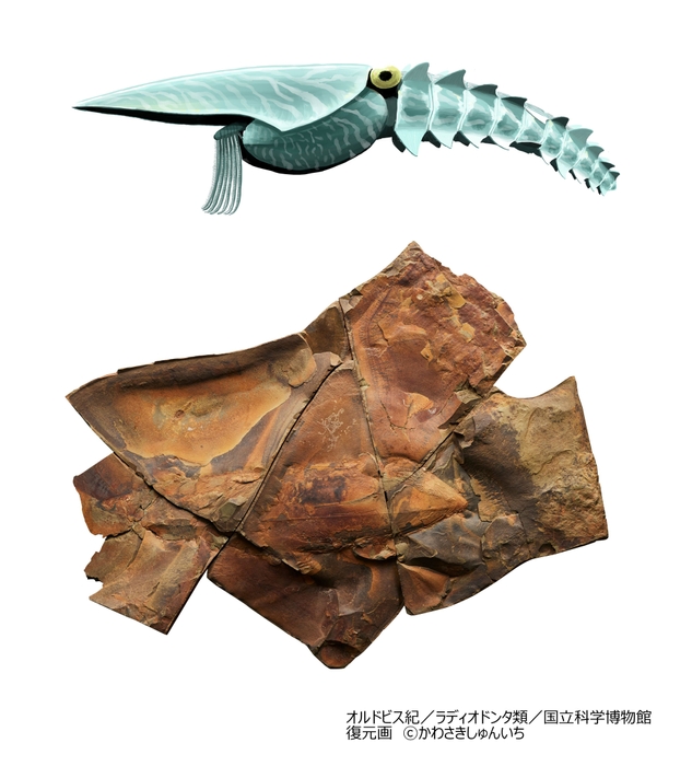 エーギロカシス（レプリカ）_エーギロカシス復元画