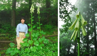 【六甲高山植物園】2年連続！ 巨大なヒマラヤウバユリまもなく開花！