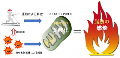 基礎代謝力