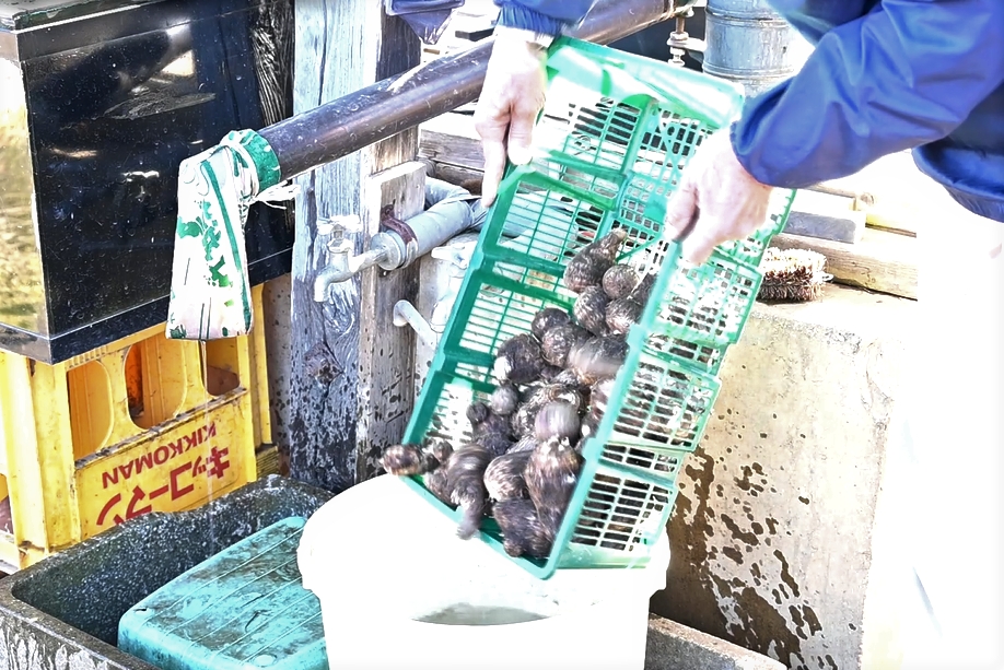 ②バケツの中にそっと入れて…