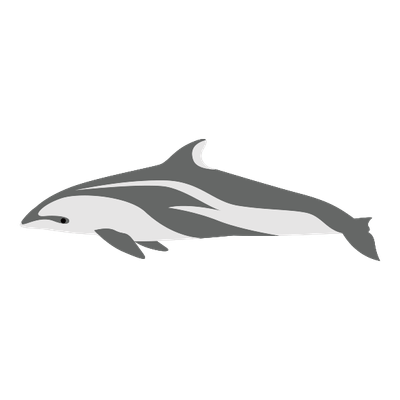 カマイルカのイラスト