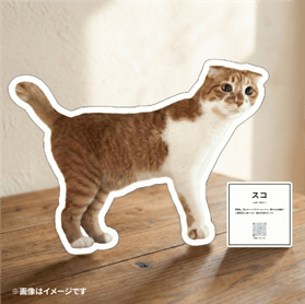 ＜保護猫 写真展：展示イメージ＞