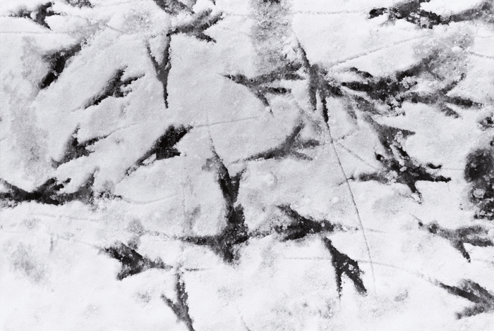 Courtesy Masahisa Fukase Archives. (C) Masahisa Fukase Archives