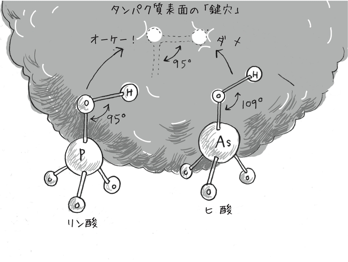 タンパク質表面のポケット