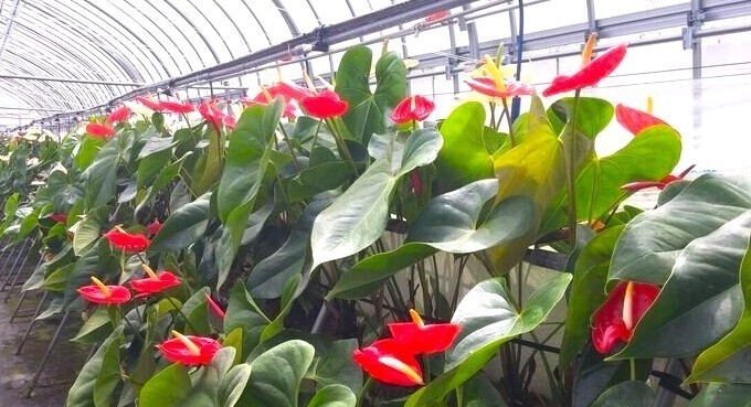 川俣町の復興支援の一つとなったアンスリウムのビニールハウス