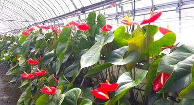 川俣町と近畿大学との連携・協働による震災復興フォーラム　東日本大震災の復興から地域創生へつなぐ14年の歩み