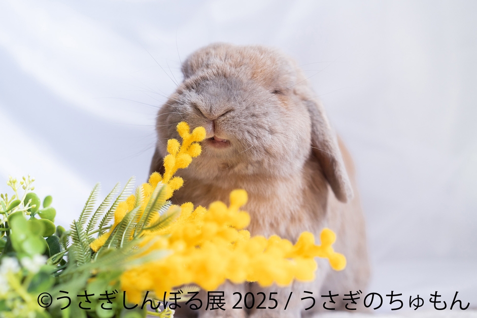 展示作品:うさぎのちゅもん