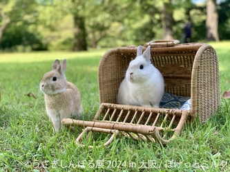 動員数25万人超え！「うさぎしんぼる展」が5/11(土)から 1年ぶりに開催、1日10組限定＆数量限定のSNS投稿特典も♪