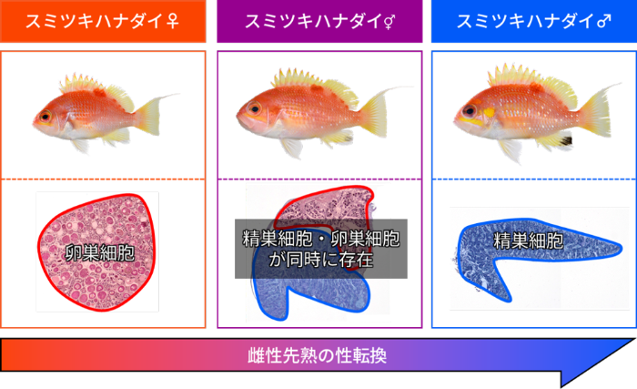 希少魚である「スミツキハナダイ」が性転換することを発見　魚類の繁殖様式や生態の理解をすすめる研究成果