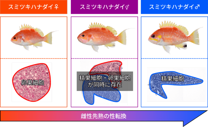 図1　スミツキハナダイの性転換（上段は外部形態、下段は生殖腺組織）