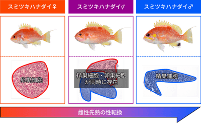 図1 スミツキハナダイの性転換(上段は外部形態、下段は生殖腺組織)