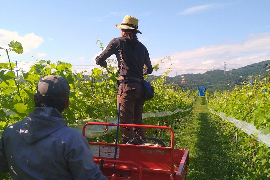 サンサンワイナリー圃場作業