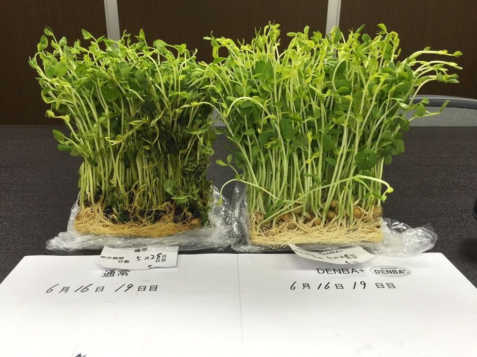DENBA技術による鮮度保持比較 豆苗
