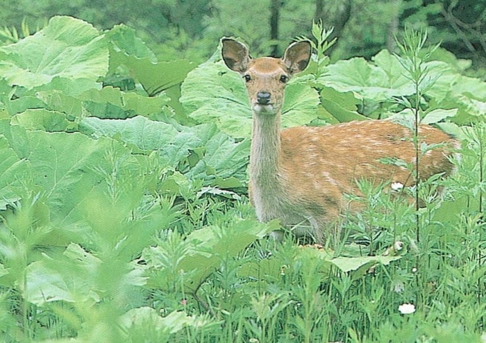 野生鹿(ニホンジカ)