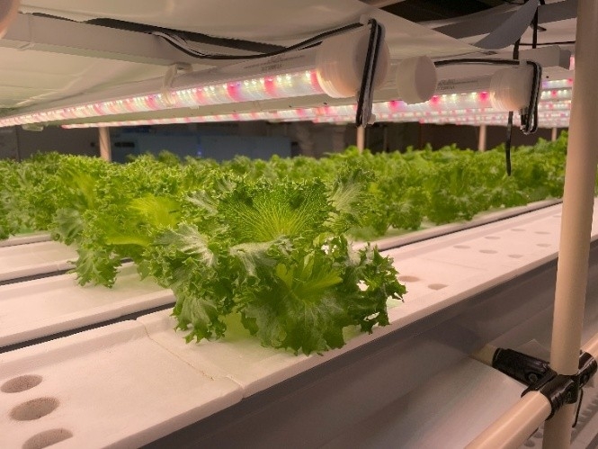 栽培中のフリルレタス(イメージ)