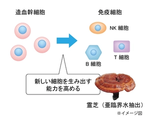 生薬エキスに血液の幹細胞を活性化する効果を発見！ ～免疫細胞を生み出す「霊芝」～