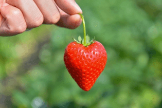 主力品種の「とちあいか」