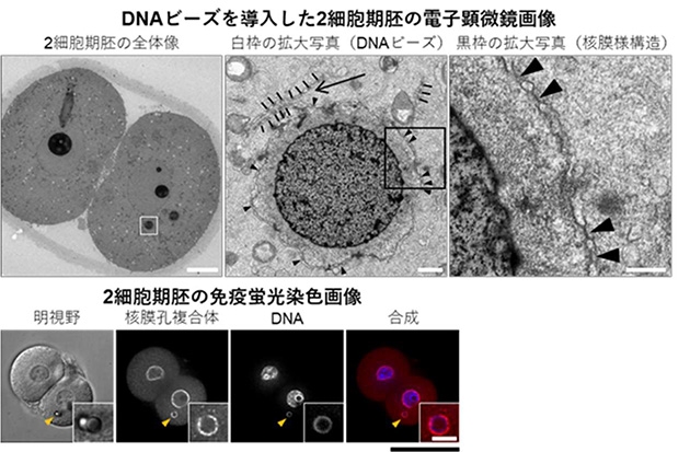 DNAビーズ周囲の核膜および核膜孔様構造の観察（図2）